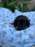 Suri