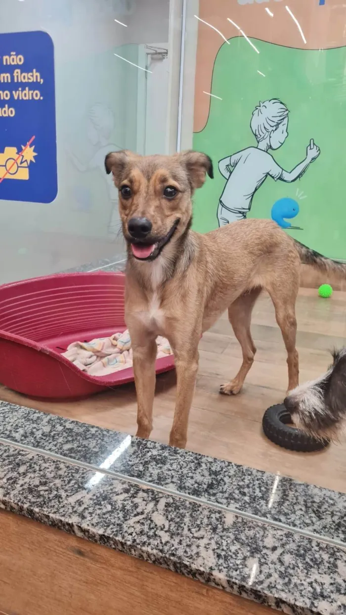Cachorro ra a SRD-ViraLata idade 1 ano nome KIKO