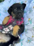 Suri