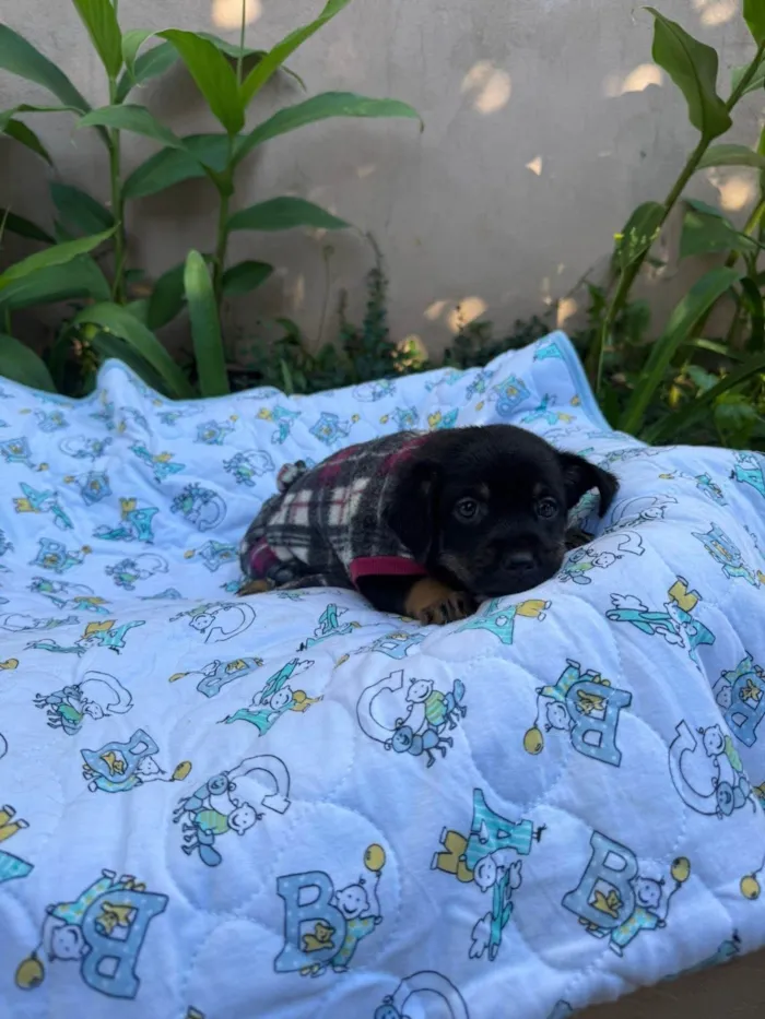 Cachorro ra a SRD-ViraLata idade 2 a 6 meses nome Suri 