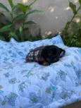 Suri