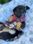 Suri