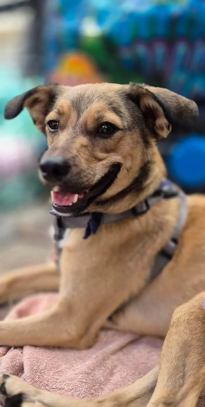Cachorro ra a SRD-ViraLata idade 1 ano nome KIKO