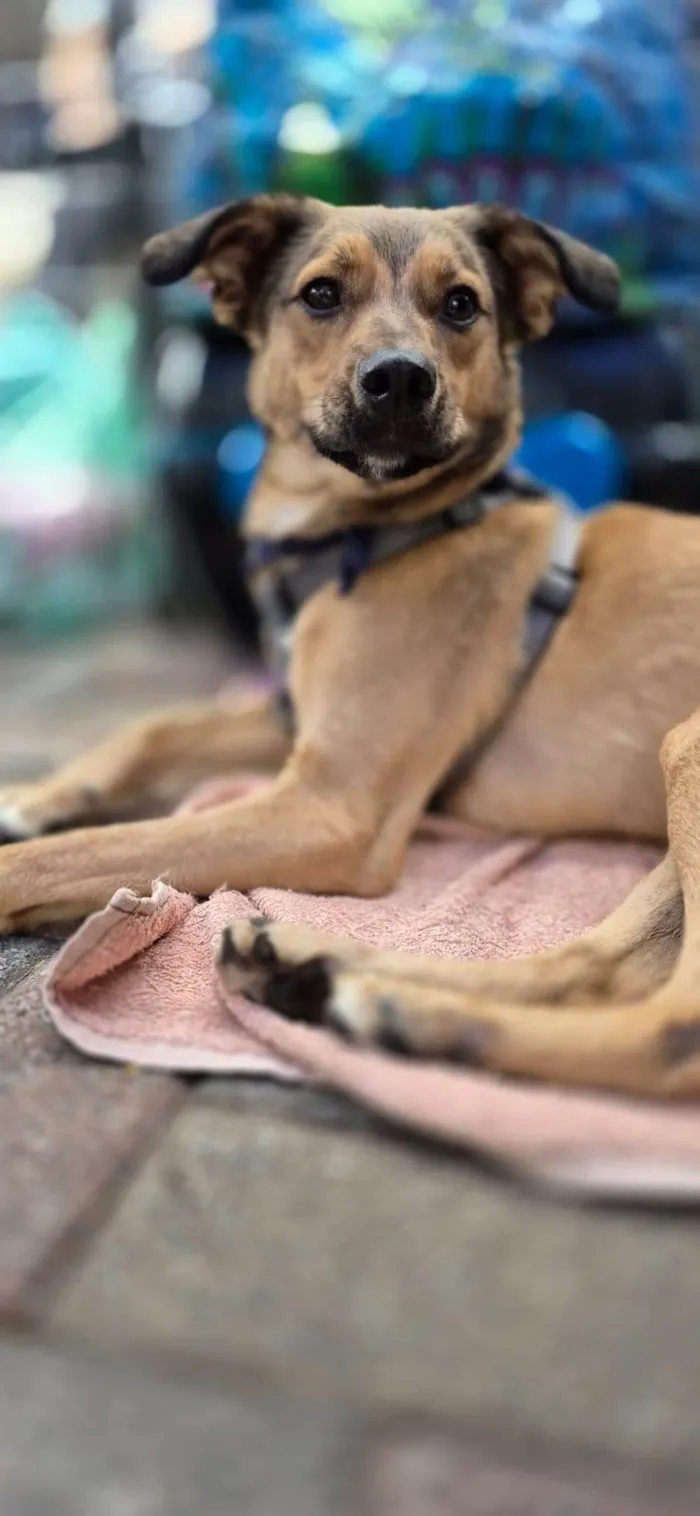 Cachorro ra a SRD-ViraLata idade 1 ano nome KIKO
