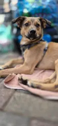 KIKO