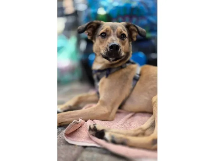 Cachorro ra a SRD-ViraLata idade 1 ano nome KIKO