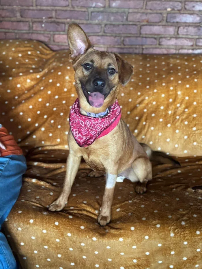 Cachorro ra a SRD-ViraLata idade 1 ano nome Sushi 