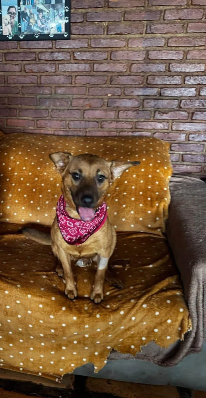 Cachorro ra a SRD-ViraLata idade 1 ano nome Sushi 