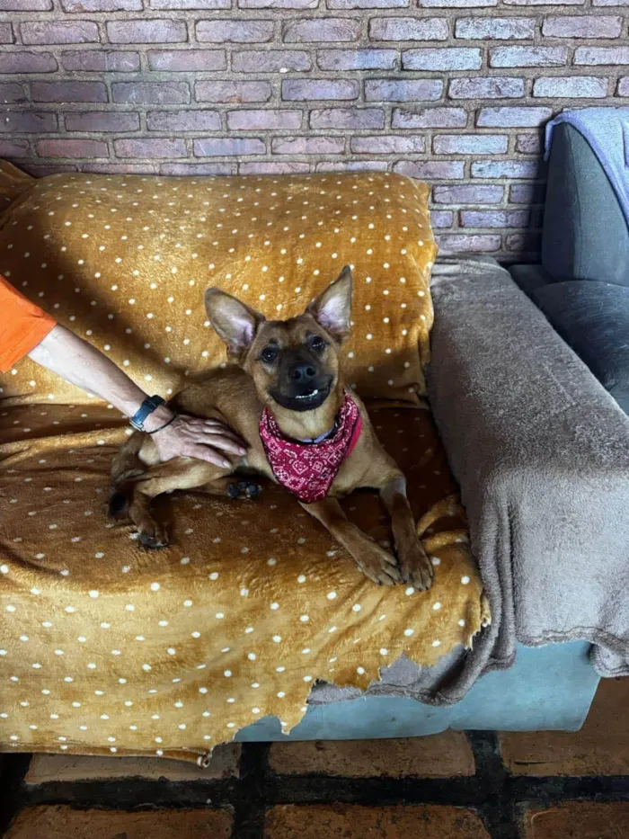 Cachorro ra a SRD-ViraLata idade 1 ano nome Sushi 