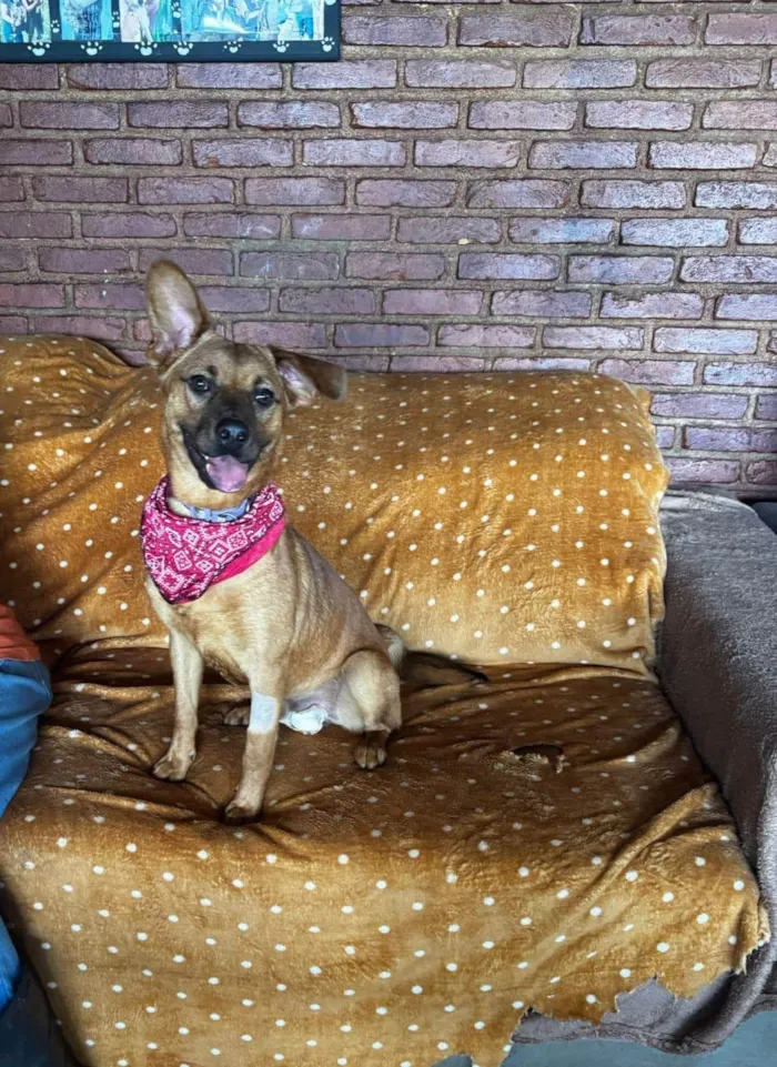 Cachorro ra a SRD-ViraLata idade 1 ano nome Sushi 