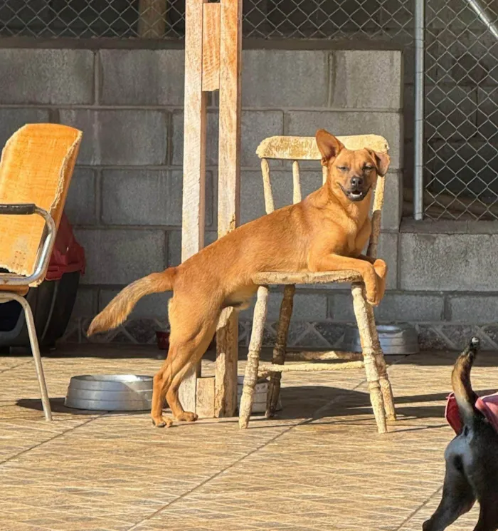 Cachorro ra a SRD-ViraLata idade 1 ano nome Sushi 