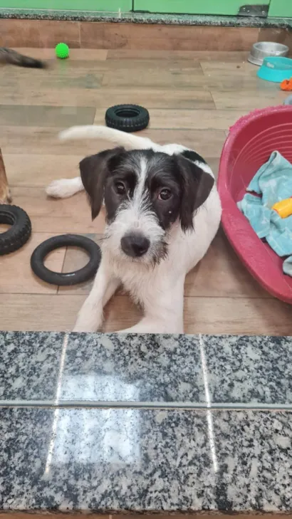 Cachorro raça SRD-ViraLata idade 2 anos nome VICKY
