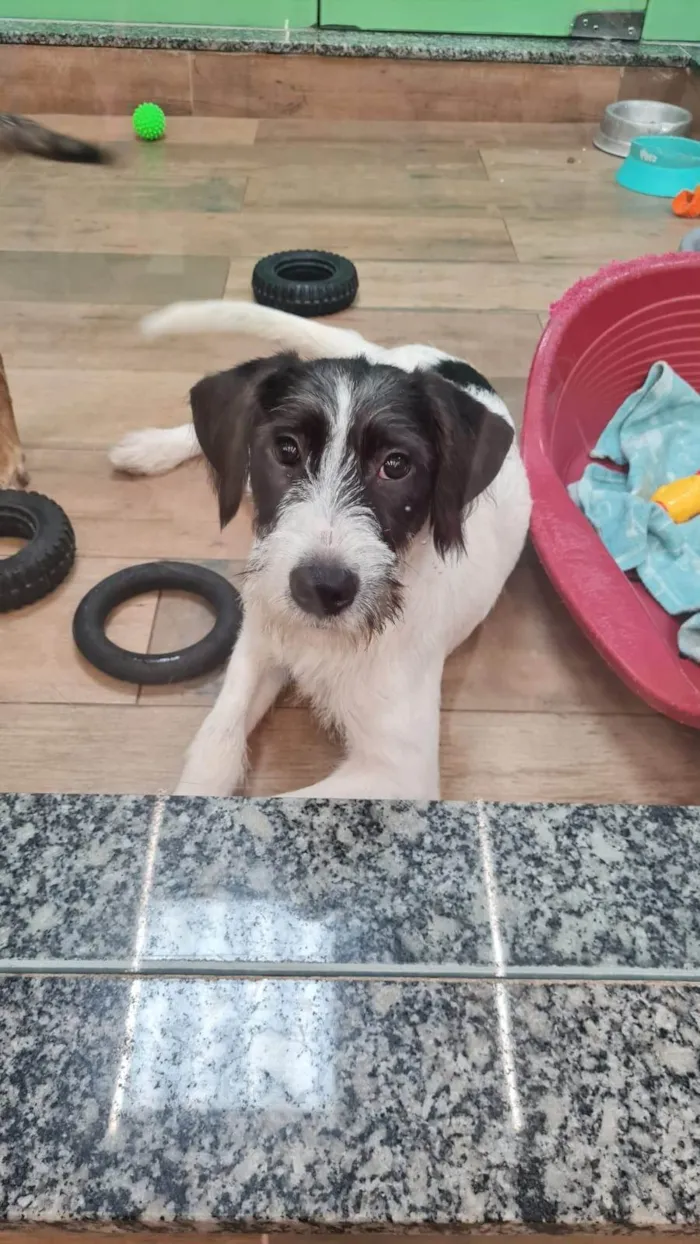 Cachorro ra a SRD-ViraLata idade 2 anos nome VICKY