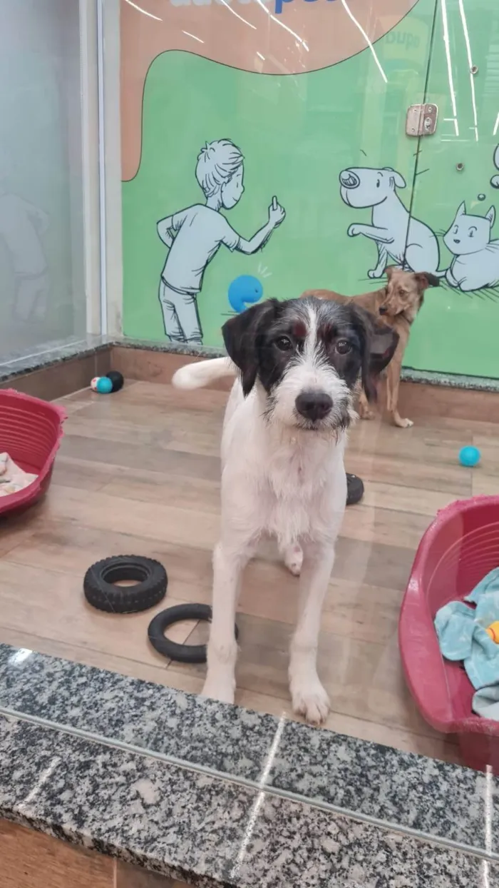 Cachorro ra a SRD-ViraLata idade 2 anos nome VICKY