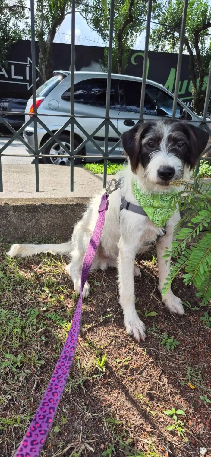 Cachorro ra a SRD-ViraLata idade 2 anos nome VICKY
