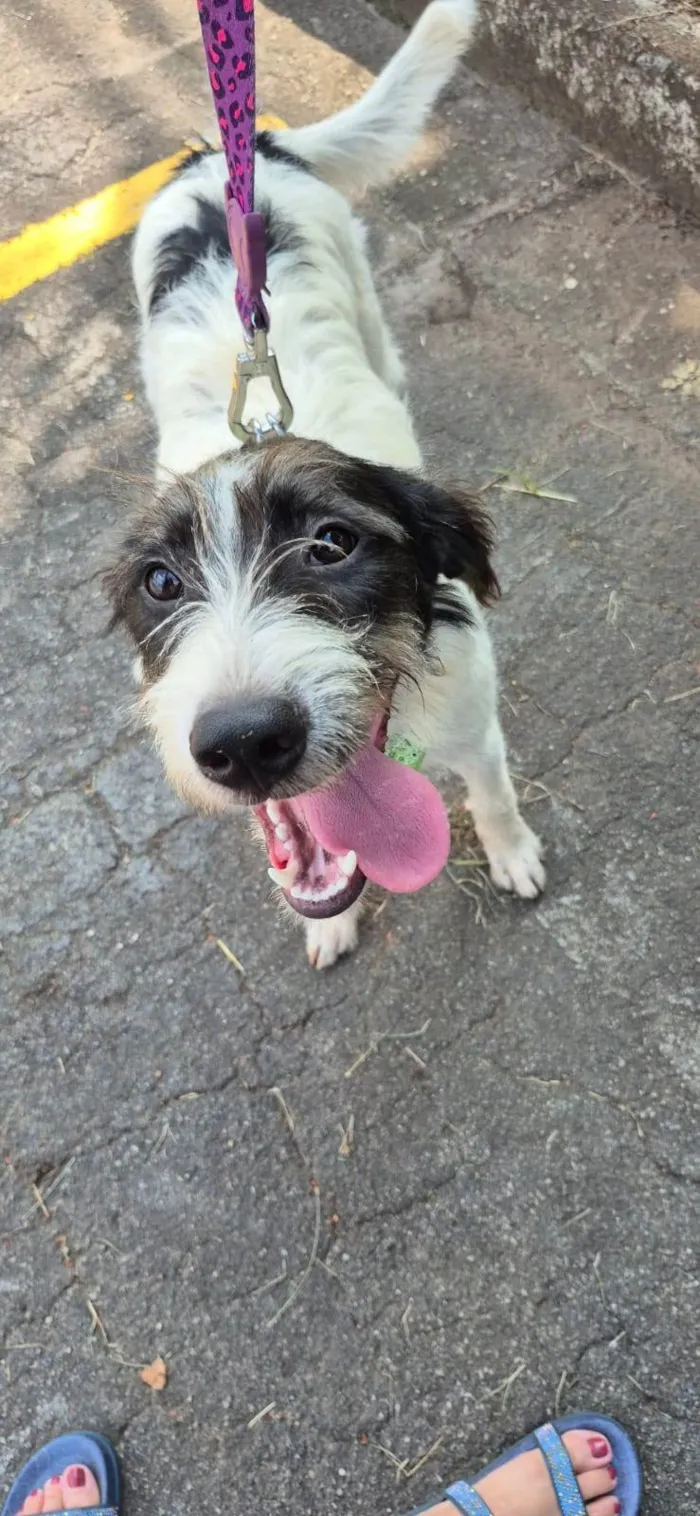 Cachorro ra a SRD-ViraLata idade 2 anos nome VICKY