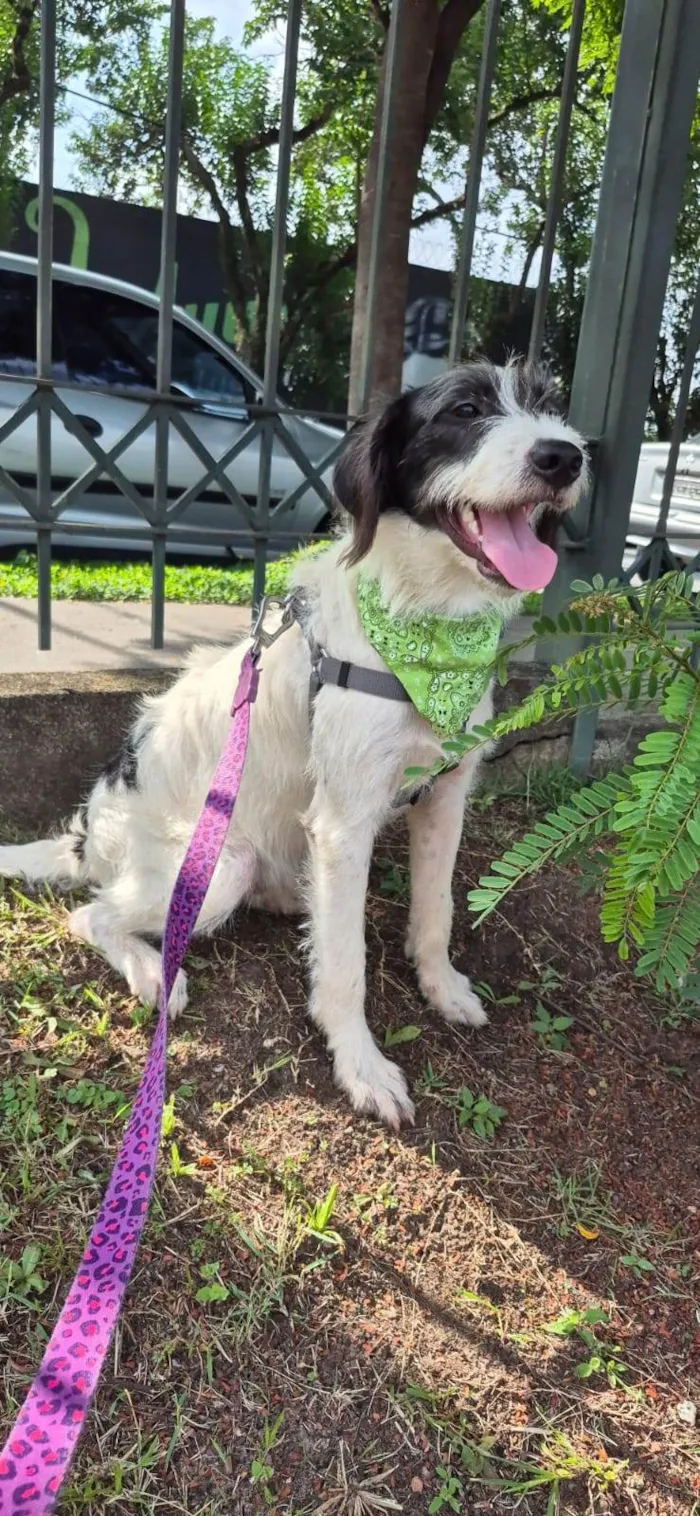 Cachorro ra a SRD-ViraLata idade 2 anos nome VICKY