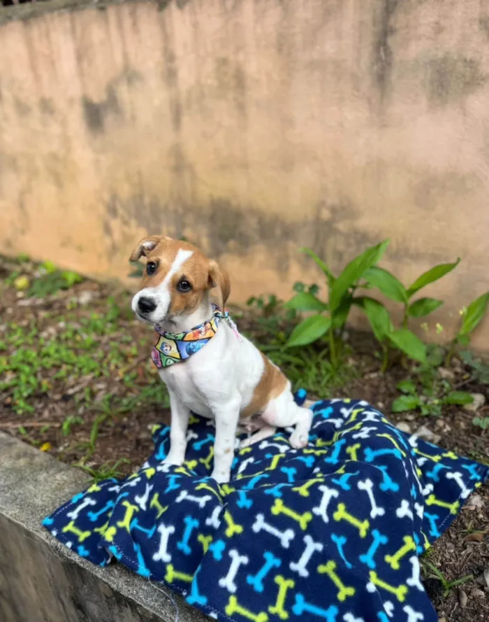 Cachorro ra a SRD-ViraLata idade 2 a 6 meses nome Yan 