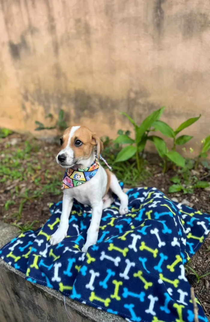 Cachorro ra a SRD-ViraLata idade 2 a 6 meses nome Yan 