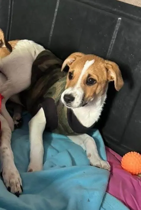 Cachorro ra a SRD-ViraLata idade 2 a 6 meses nome Yan 