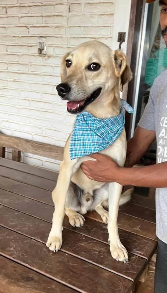 Cachorro ra a SRD-ViraLata idade 4 anos nome Fred