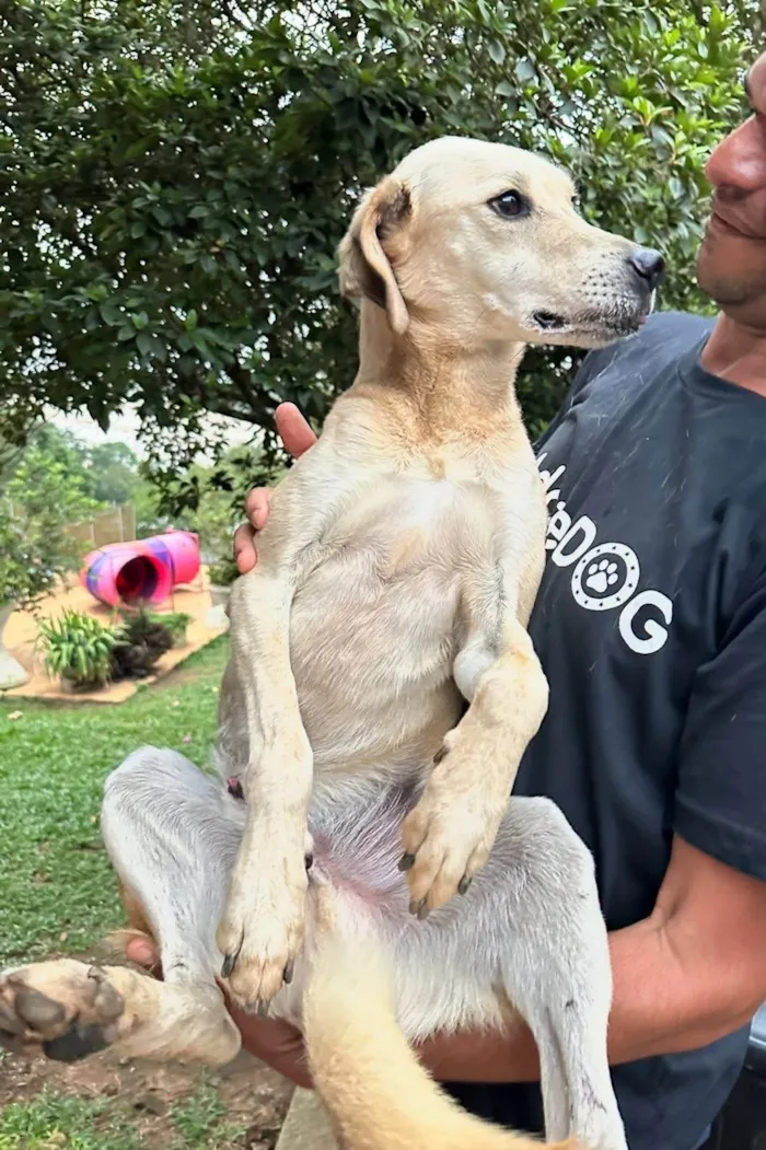 Cachorro ra a SRD-ViraLata idade 4 anos nome Fred