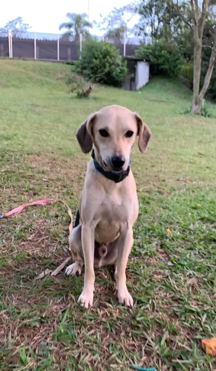 Cachorro ra a SRD-ViraLata idade 4 anos nome Fred