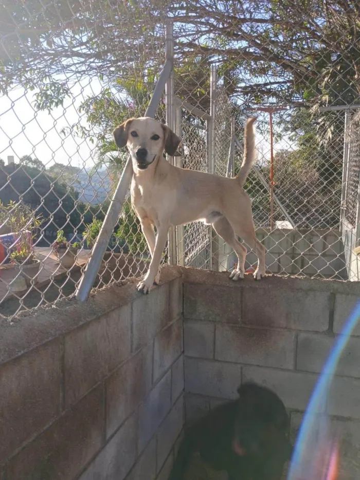 Cachorro ra a SRD-ViraLata idade 4 anos nome Fred