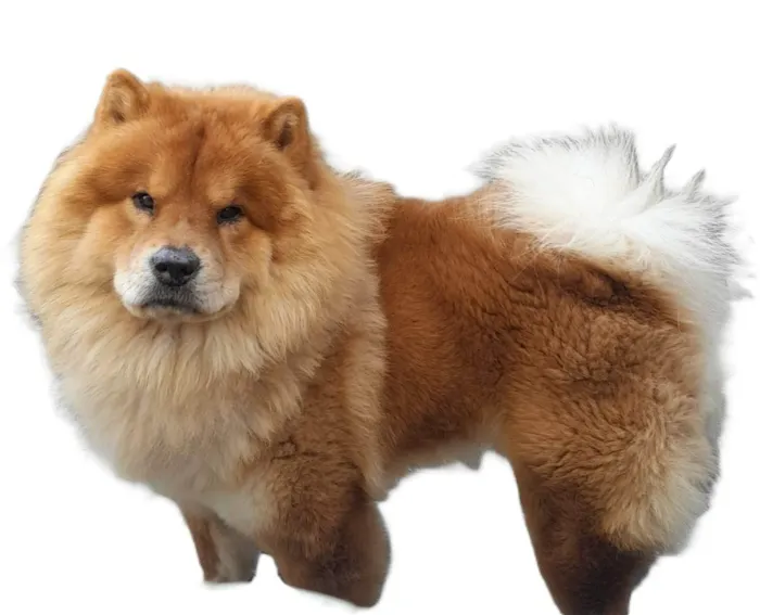 Cachorro ra a Chow Chow idade 2 anos nome zecky