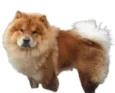 zecky