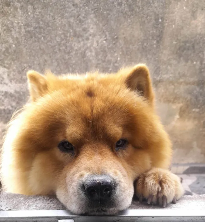 Cachorro ra a Chow Chow idade 2 anos nome zecky