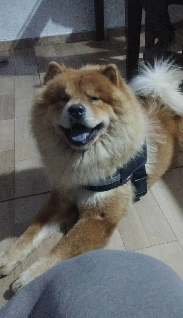 Cachorro ra a Chow Chow idade 2 anos nome zecky