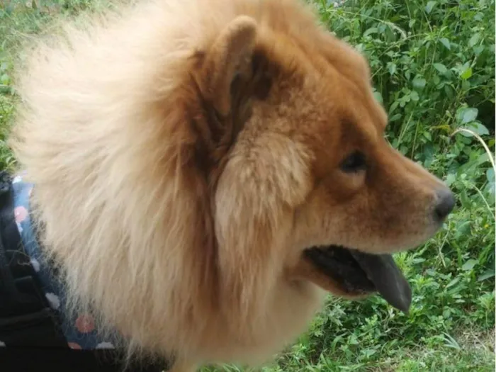 Cachorro ra a Chow Chow idade 2 anos nome zecky