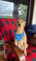 Lorenzo