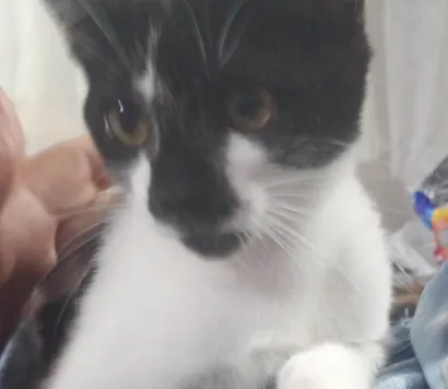Gato raça Persa idade 7 a 11 meses nome Não sei o nome dele 