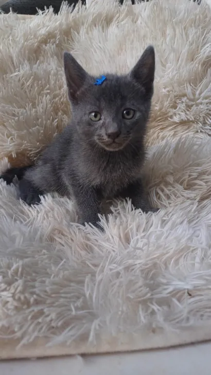 Gato raça Exótico idade Abaixo de 2 meses nome Russo azul adocao