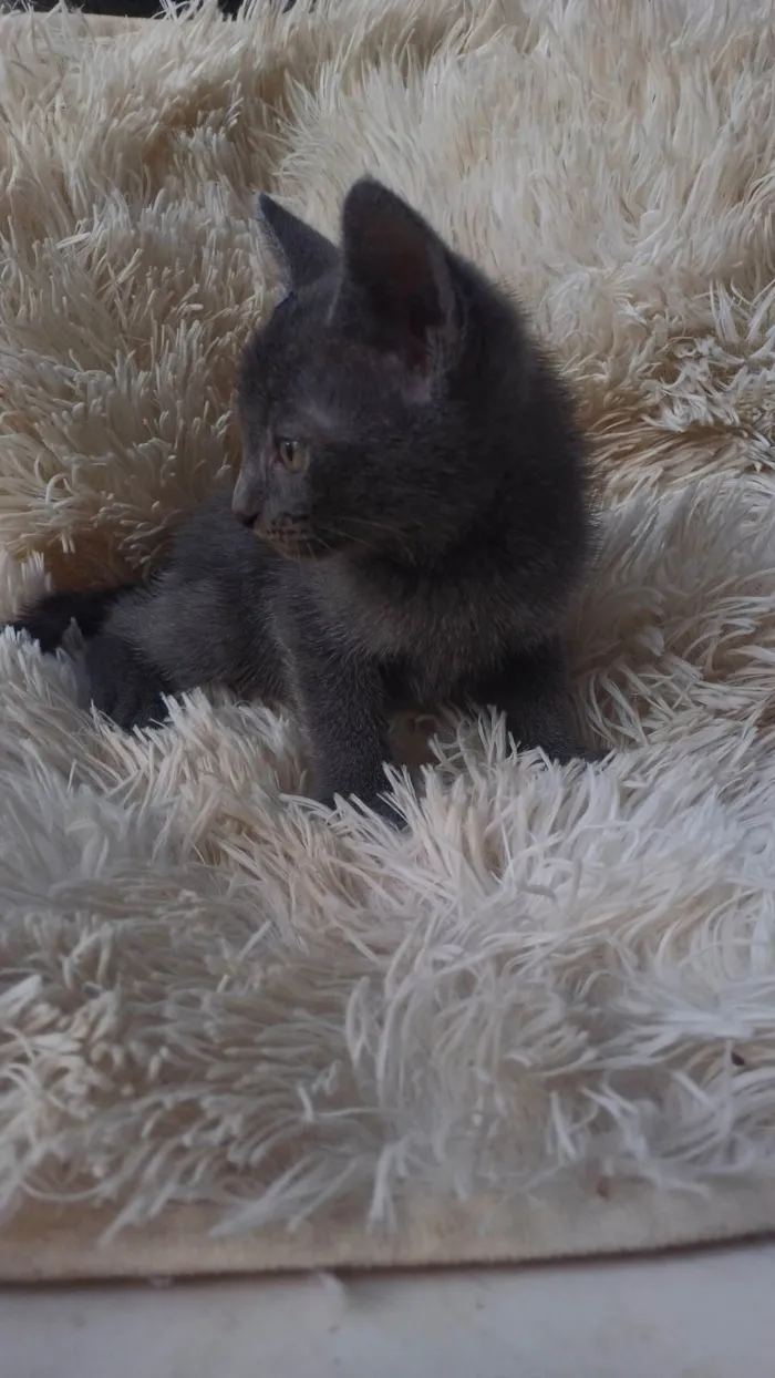 Gato ra a Exótico idade Abaixo de 2 meses nome Russo azul adocao