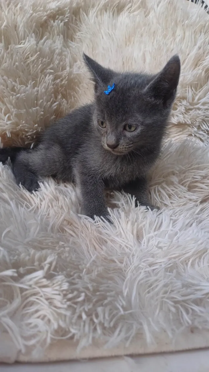 Gato ra a Exótico idade Abaixo de 2 meses nome Russo azul adocao