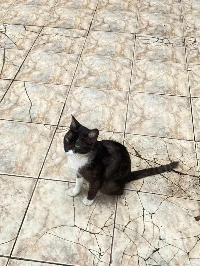 Gato ra a SRD-ViraLata idade 7 a 11 meses nome rodrigo Henrique