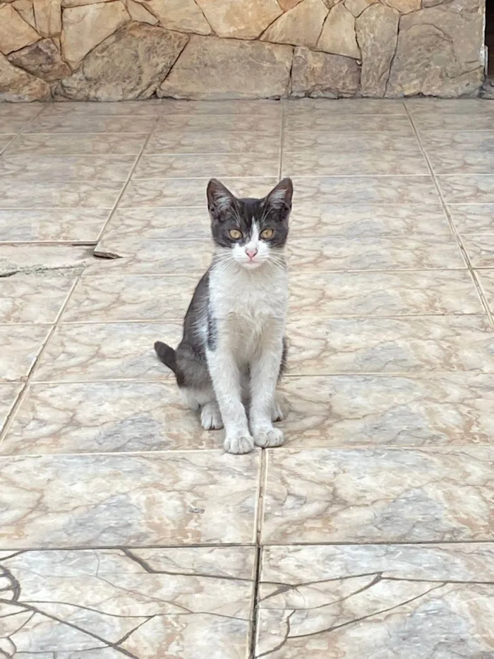 Gato ra a SRD-ViraLata idade 7 a 11 meses nome rodrigo Henrique