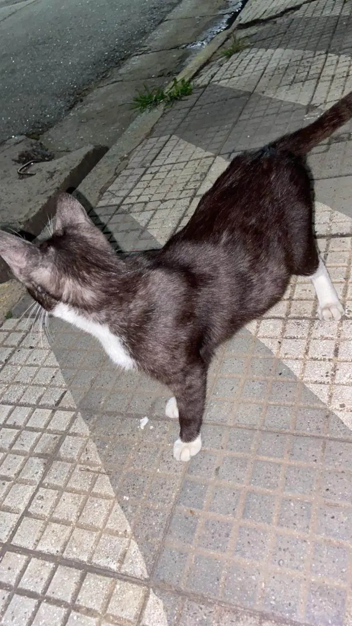 Gato ra a SRD-ViraLata idade 7 a 11 meses nome rodrigo Henrique