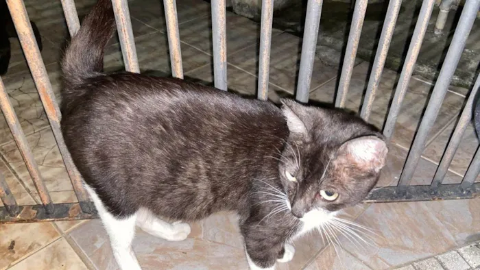 Gato ra a SRD-ViraLata idade 7 a 11 meses nome rodrigo Henrique