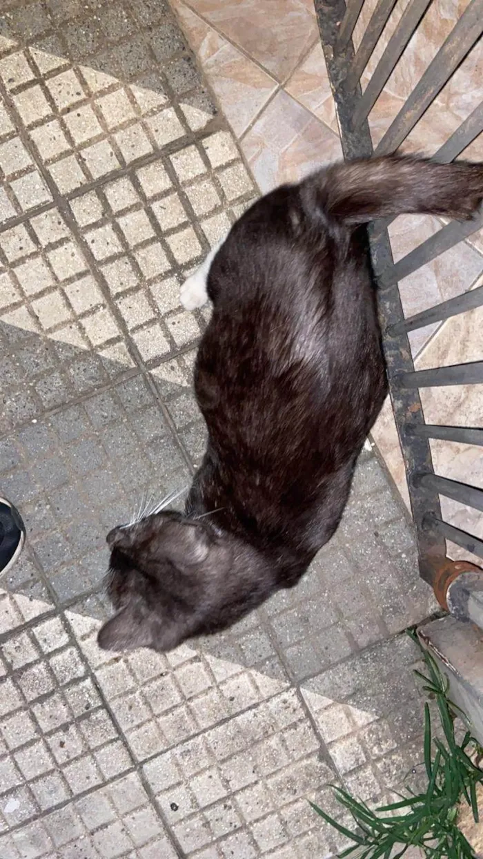 Gato ra a SRD-ViraLata idade 7 a 11 meses nome rodrigo Henrique