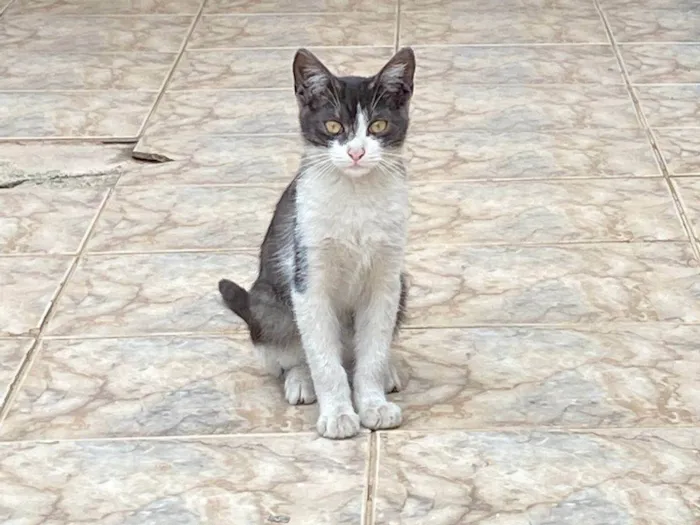 Gato ra a SRD-ViraLata idade 7 a 11 meses nome rodrigo Henrique