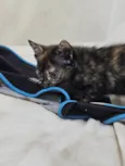Gatinha filhote