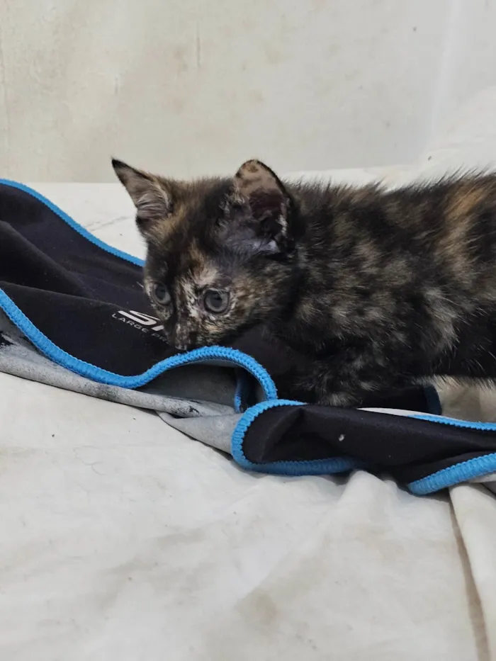 Gato ra a SRD-ViraLata idade 2 a 6 meses nome Gatinha filhote
