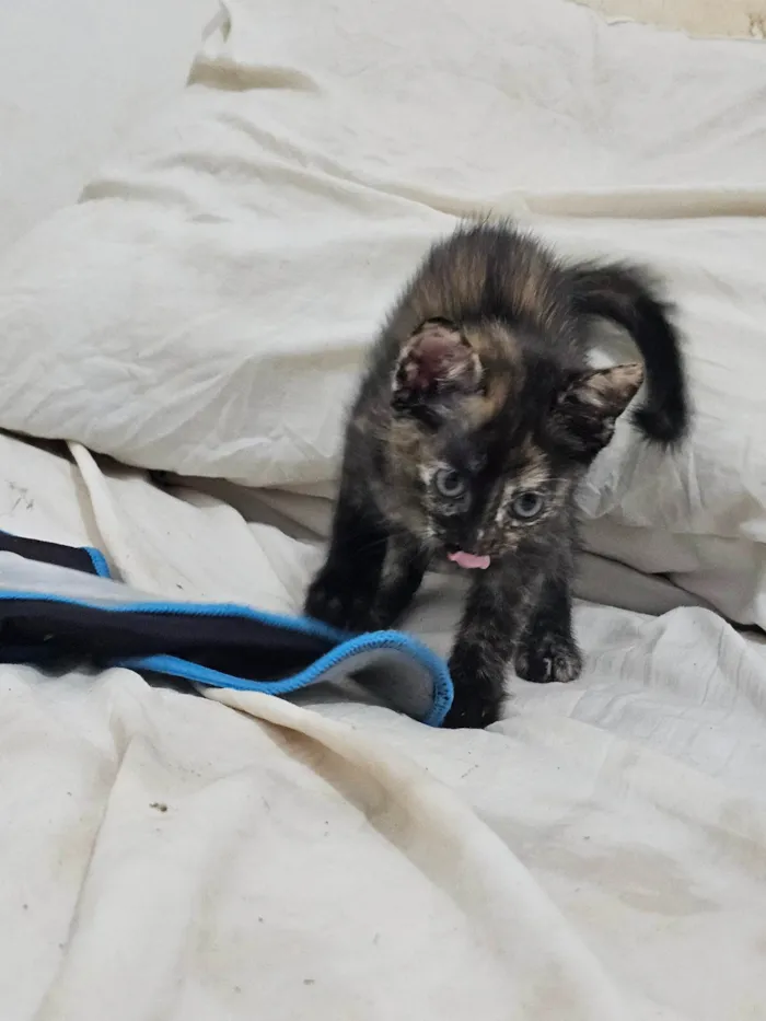 Gato ra a SRD-ViraLata idade 2 a 6 meses nome Gatinha filhote