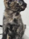 Gatinha filhote