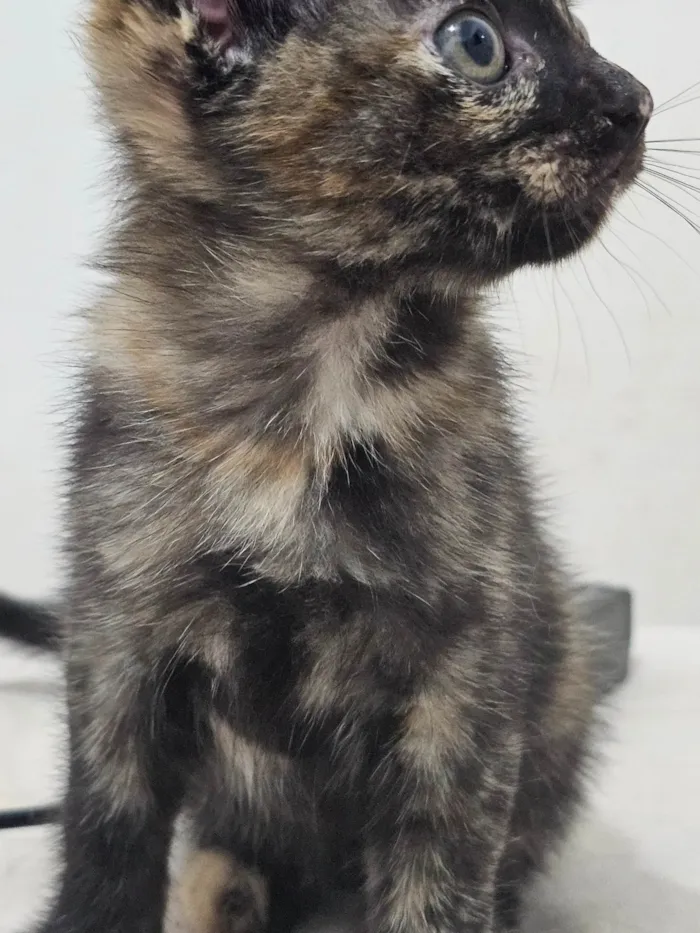 Gato ra a SRD-ViraLata idade 2 a 6 meses nome Gatinha filhote