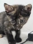 Gatinha filhote